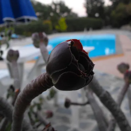Hotel Flisvos Zakynthos